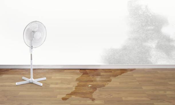 Best Water damage repair service  in Edcouch, TX
